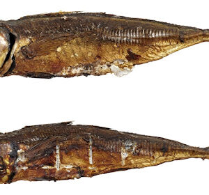 POISSON FUMEE CHINCHAR 1KG