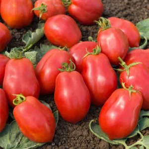 TOMATE RONDE IMPORTEE 1KG
