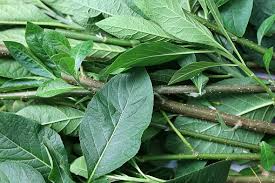 ALOMA (AMA VEVE) 1KG